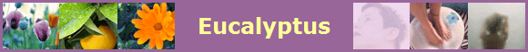 Eucalyptus