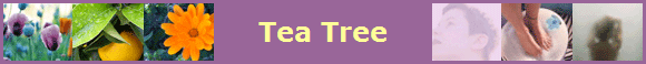Tea Tree